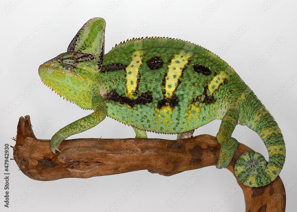 Obraz premium Chamäleon