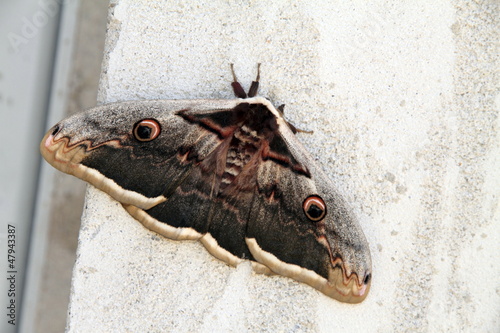 Saturnia pyri night butterfly  Spain Teruel