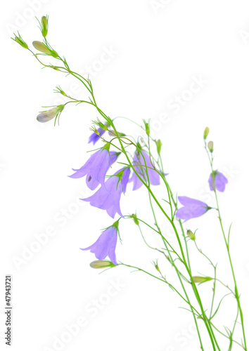 blue bluebell flower