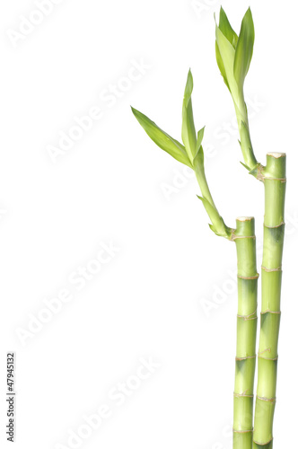 several lucky bamboo grove on white