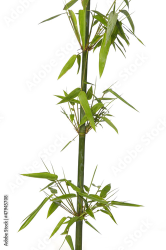 Bamboo branches isolated