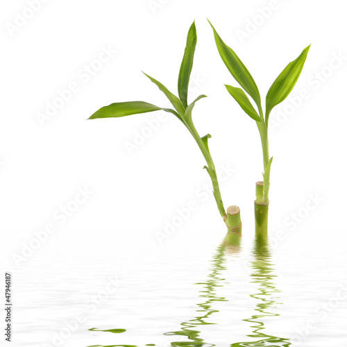 Young green bamboo leaves reflected in water