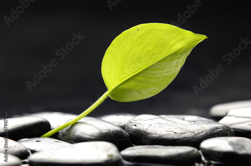 green plant in water drops on pebble