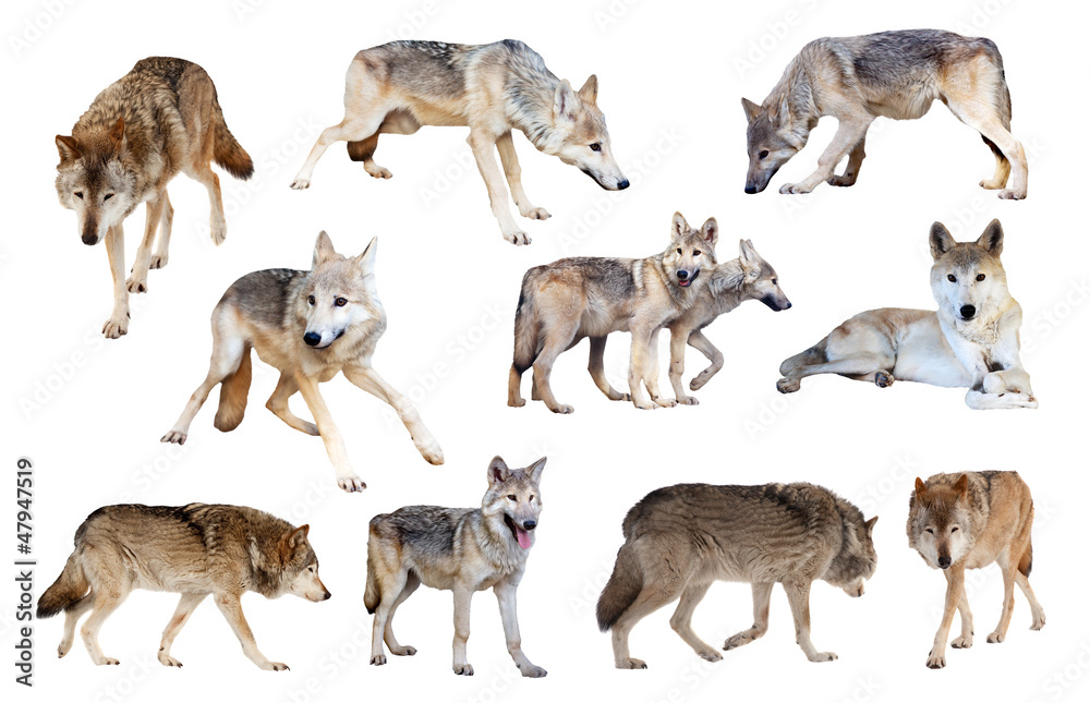 Fototapeta premium grey wolves. Isolated over white