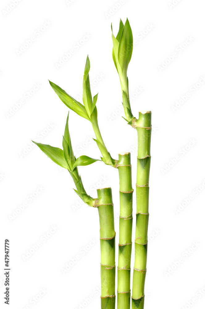 Obraz premium Green bamboo