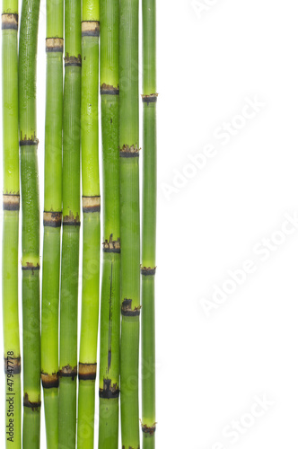 lucky bamboo grove with copy space