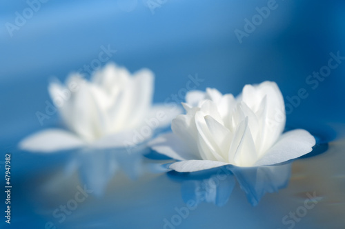 Beautiful White Jasmine Flowers Floating on Blue Water