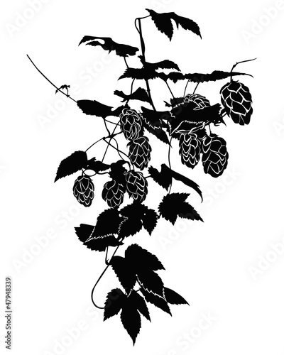 Hop culture agriculture plant vector is isolated