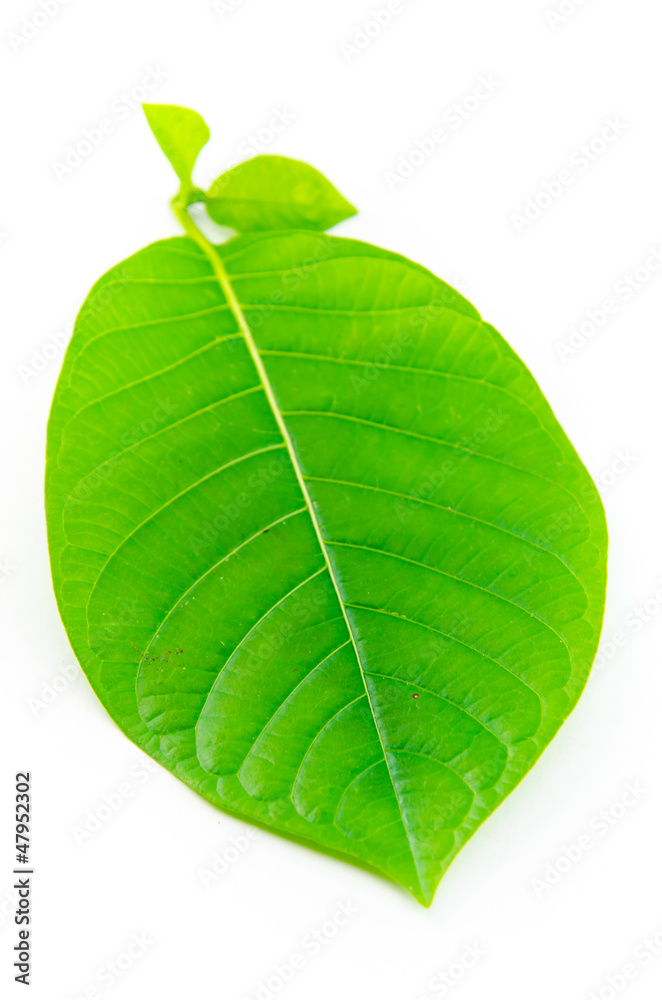 Obraz premium Green leaf