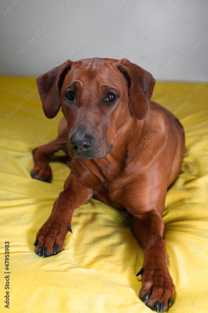 Cute dog rhodesian ridgeback laying on a bed Cute dog rhodesian ridgeback laying on a bed