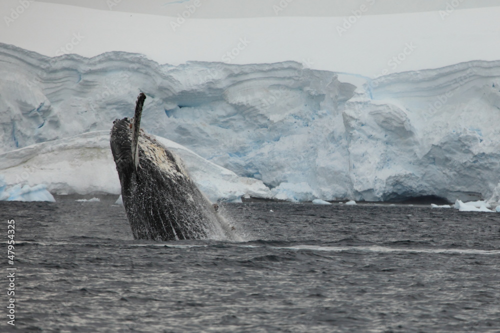 Fototapeta premium Buckelwale in der Antarktis