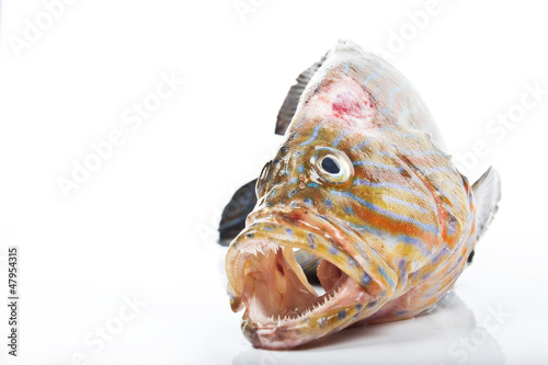 fish from the andaman sea 