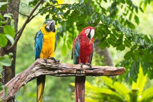 colorful macaws bird
