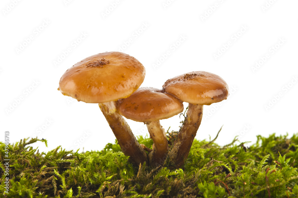 honey agarics isolated honey agarics isolated