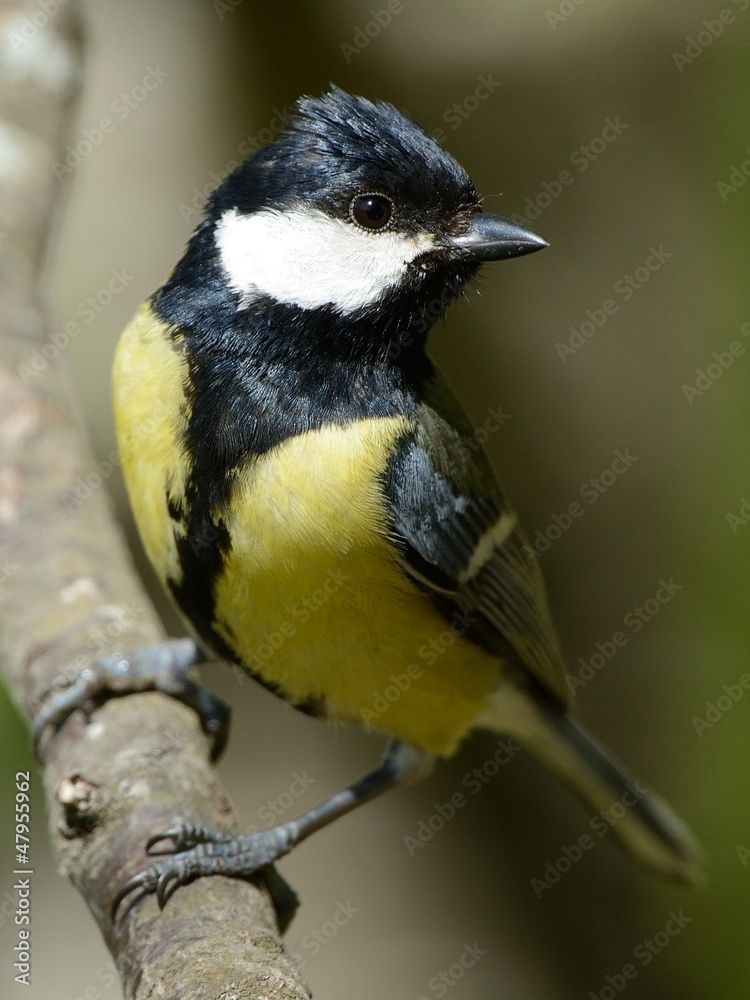 Fototapeta premium Cinciallegra