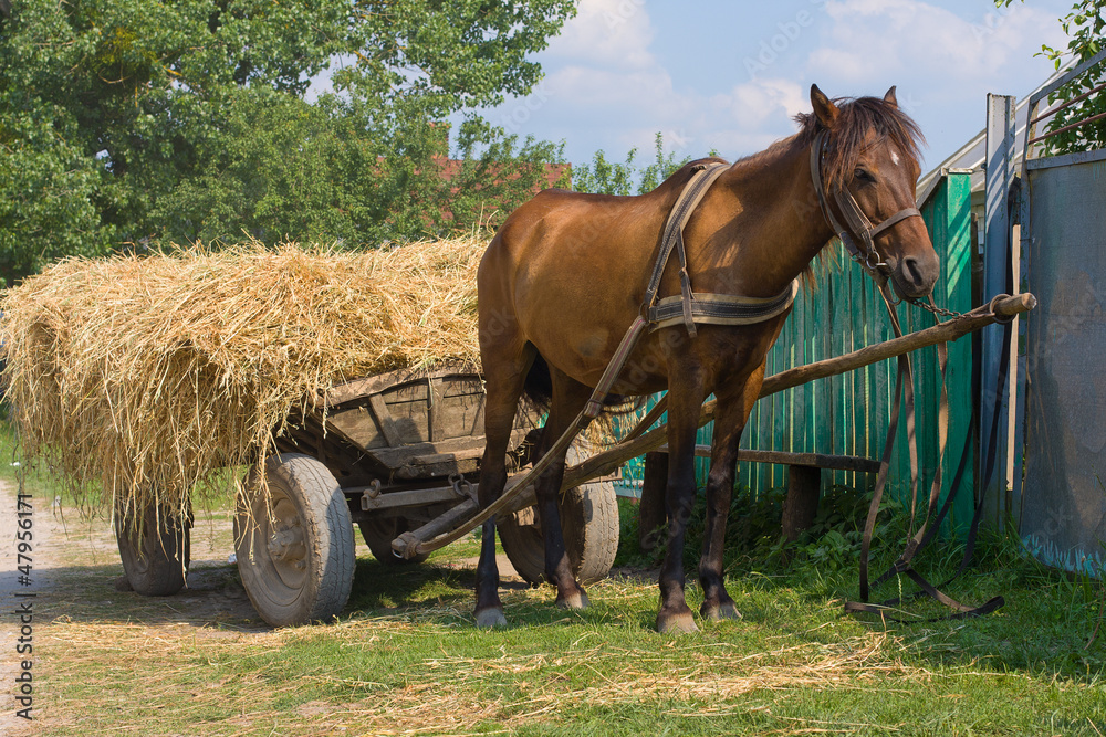 A chestnut mule harnessed to a traditional hay cart. Ukraine. A chestnut mule harnessed to a traditional hay cart. Ukraine.