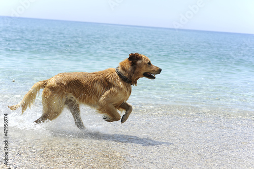 Fototapeta Naklejka Na Ścianę i Meble -  Golden retriever jumping in the water