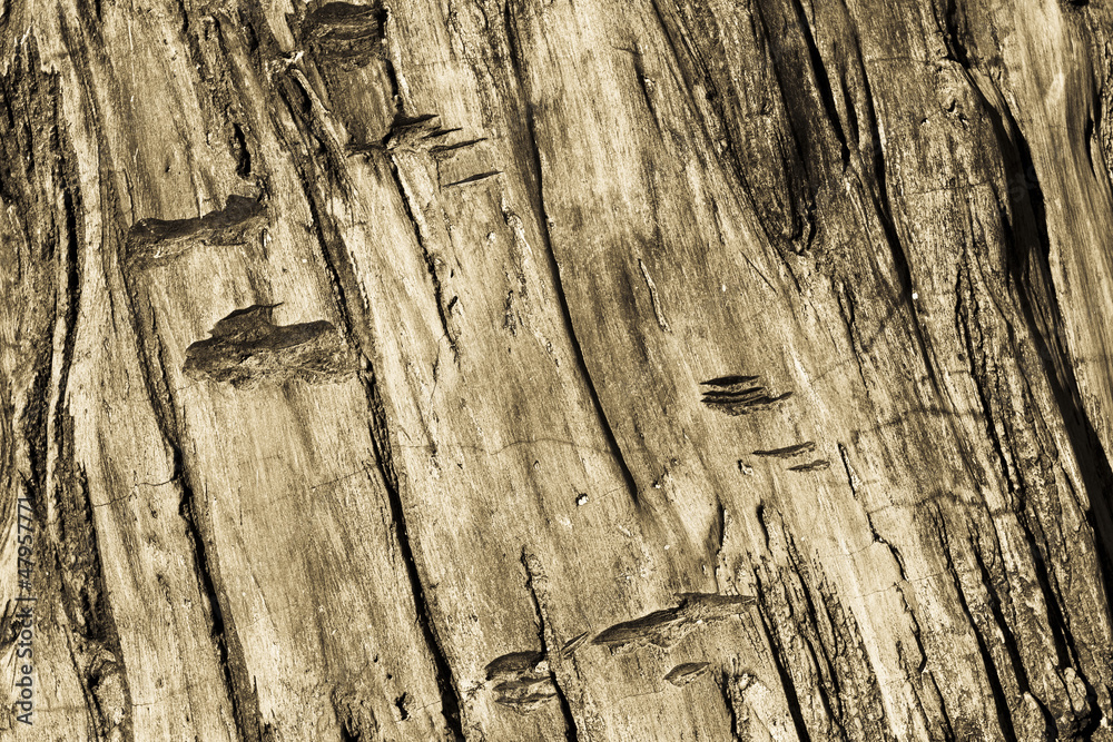 Obraz premium wood texture