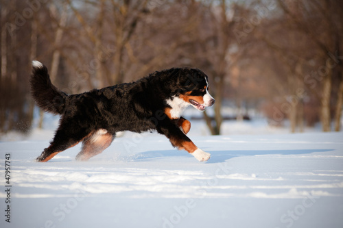 bern sennenhund dog running in the snow