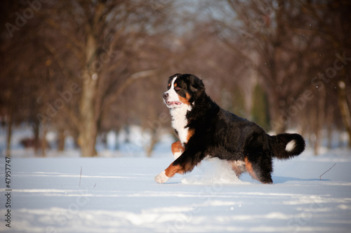 bern sennenhund dog running in the snow