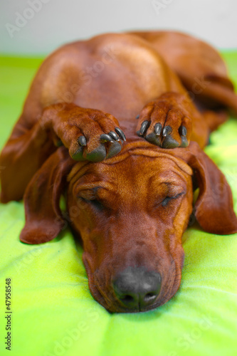 Cute rhodesian ridgeback dog puppy with paws crossed on her head photo