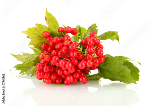 branch of ripe viburnum isolated on white