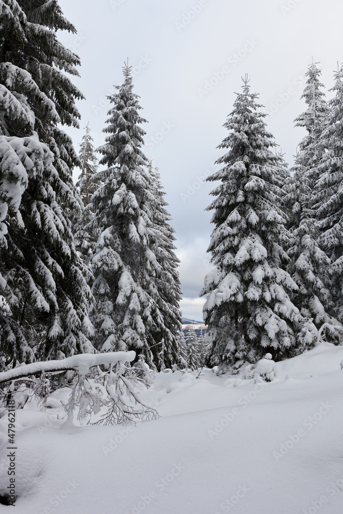 Obraz premium Winter Carpathian mountains