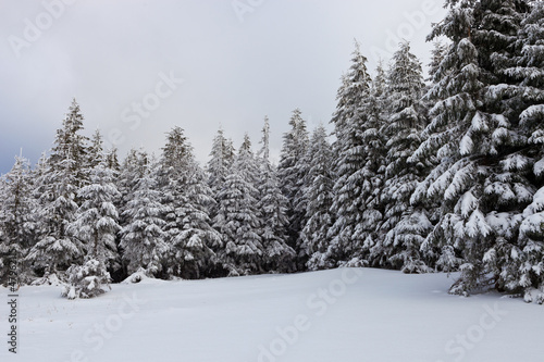 Winter Carpathian mountains