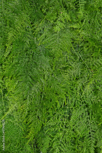 Asparagus fern background