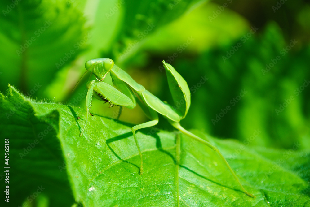 Grasshopper perching on a leaf Grasshopper perching on a leaf