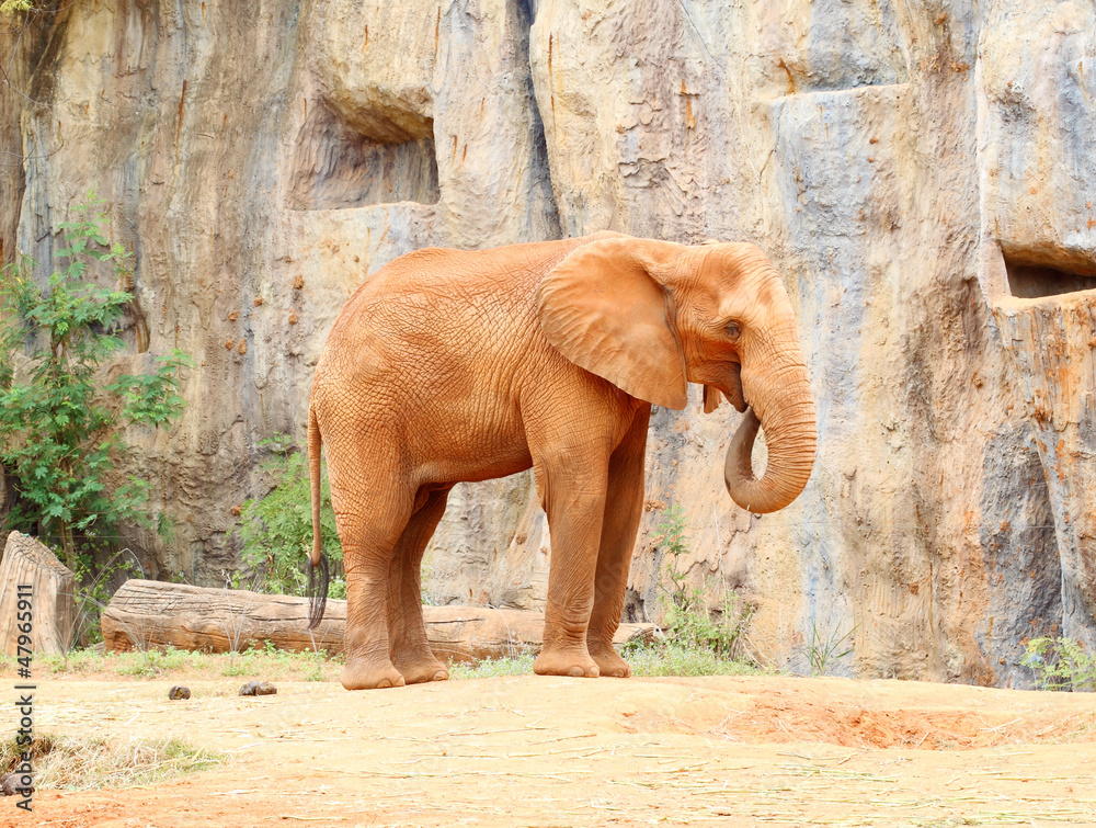 African elephant standing on sandy soil
