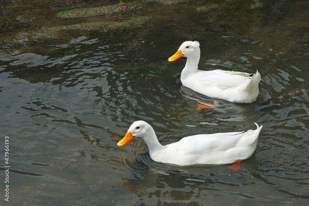 couple duck