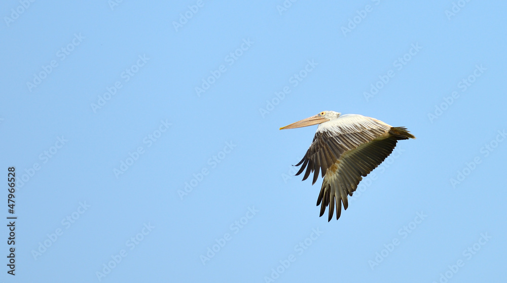 Obraz premium Flying pelican