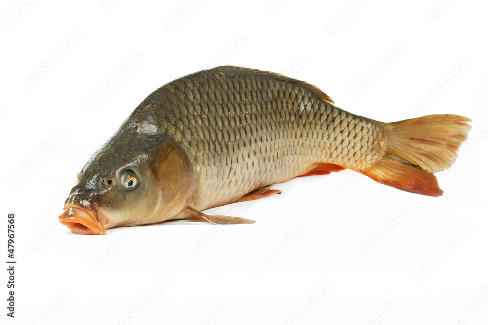 Carp has tasty dietary meat. Carp has tasty dietary meat.
