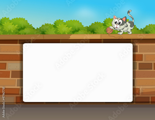 A cat and a white board