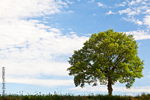 Foto Albero solitario