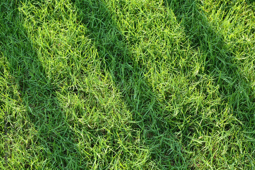 Green Grass filed Green Grass filed