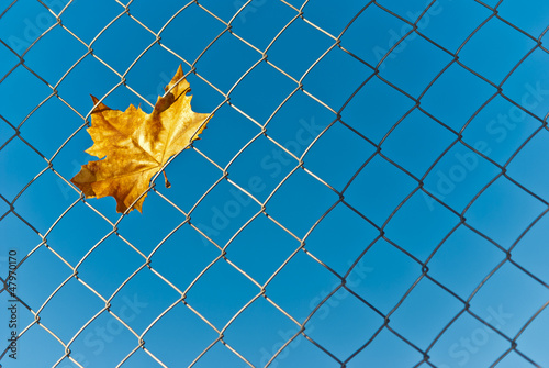 Hoja amarilla  de otoño capturada en  malla metalica photo