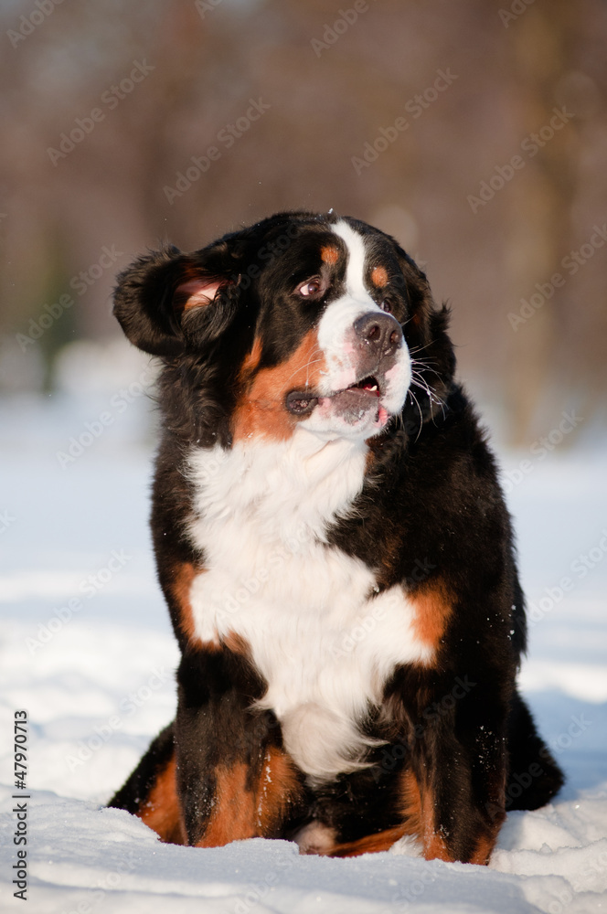 funny dog portrait in the snow