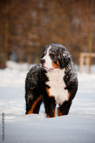 bern sennenhund dog portrait in the snow © otsphoto