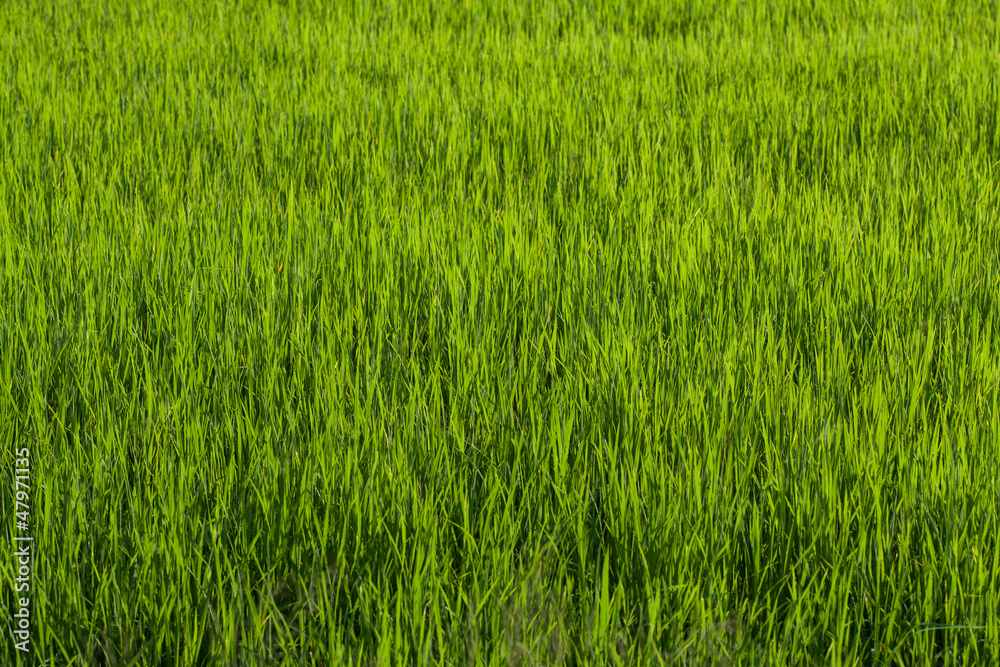 Rice field green grass