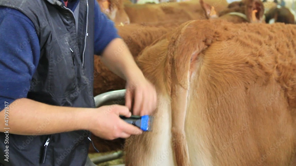 tailleur de queue de vache
