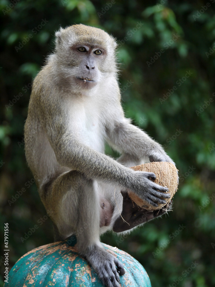 A Monkey and a Coconut