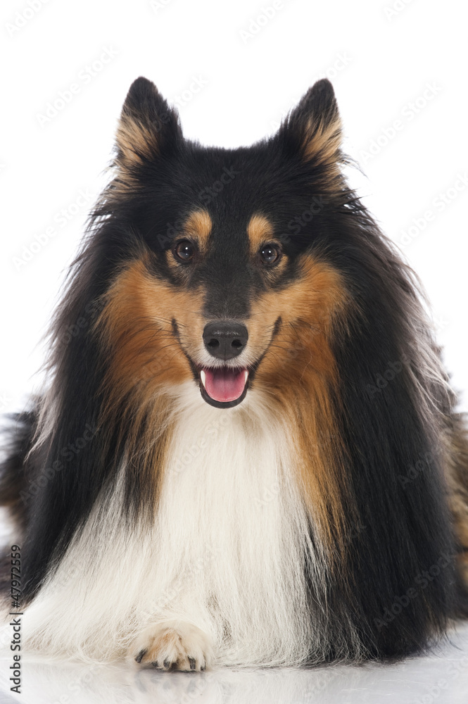 Shetland Sheepdog - Sheltie Shetland Sheepdog - Sheltie