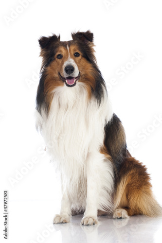 Obraz na plátně Shetland Sheepdog - Sheltie