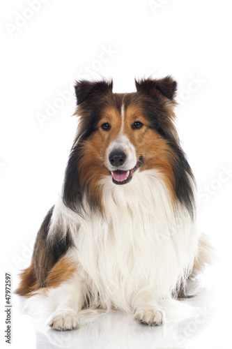 Shetland Sheepdog - Sheltie