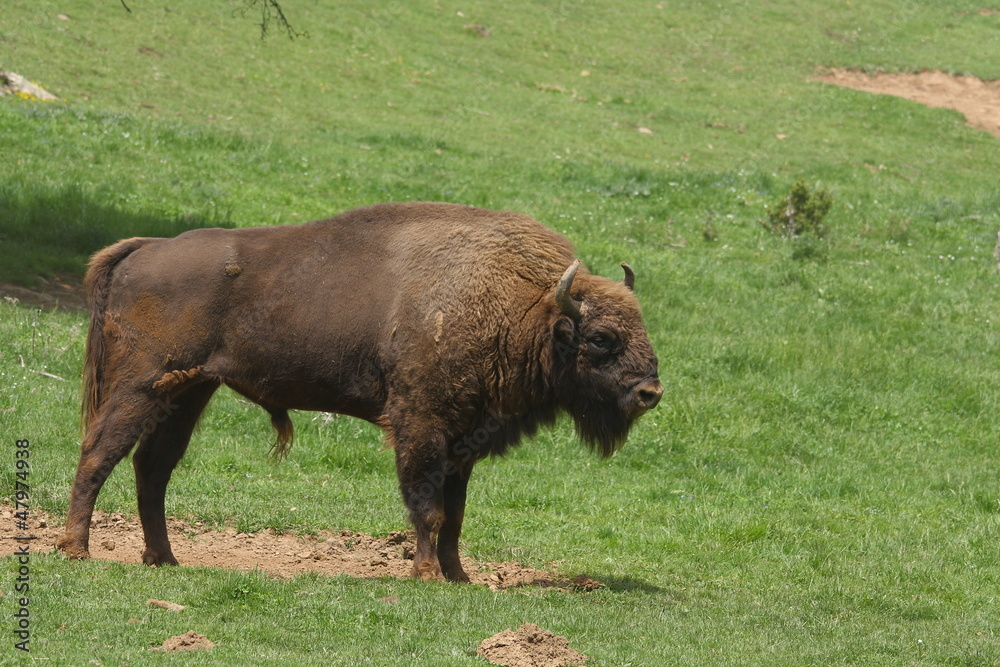 Bisonte europeo - Bison bonasus