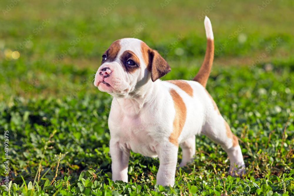 American Staffordshire terrier puppy