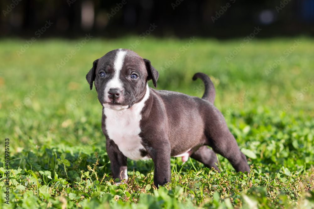 American Staffordshire terrier puppy