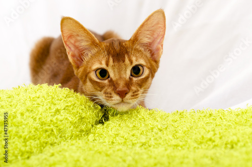 Abyssinian kitten